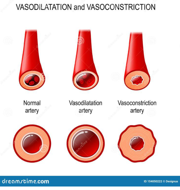 <ul><li><p><span><span>Alpha-receptors are located on arteries.</span></span></p></li><li><p><span><span>Norepinephrine and epinephrine bind to (alpha-2) adrenergic receptors</span></span></p></li><li><p><span><span>This causes arteries to constrict (vasoconstriction)</span></span></p></li><li><p><span><span>This increases blood pressure! (Diameter/area where the blood can flow is lower → higher pressure state!)</span></span></p></li><li><p><span><span>E.g. during exercise</span></span></p></li><li><p><span><span>More so about redirecting the blood flow away from non-exercising tissues, for example, the digestive system, and then directing them more towards exercising muscles, which require more blood flow.</span></span></p></li></ul><p></p>