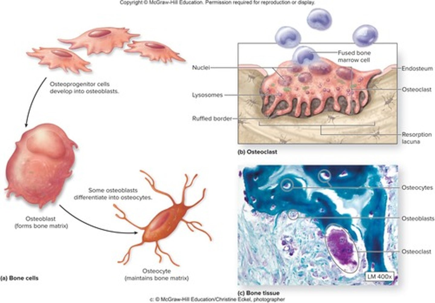 <p>Osteoprogenitor cells, osteoblasts, osteocytes, and osteoclasts.</p>