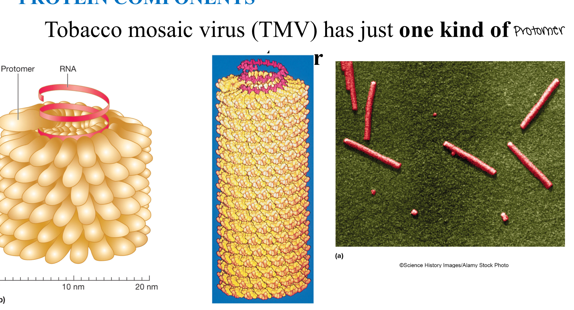 <p>Simplification; allows the rest of the genome to do other things. Example of this is in the tobacco mosaic virus.</p>