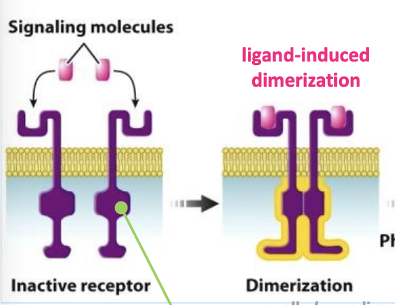<p><span>process where two similar or identical molecules (monomers) combine to form a larger unit called a dimer</span></p><ul><li><p>e.g, kinase domains in RTK activation</p></li></ul><p></p>