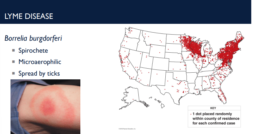 <p>How is <em>Borrelia burgdorferi, </em>the bacteria causing lyme disease, spread?</p>