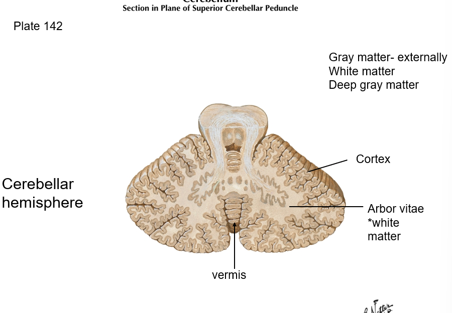 <p>cerebellum </p>