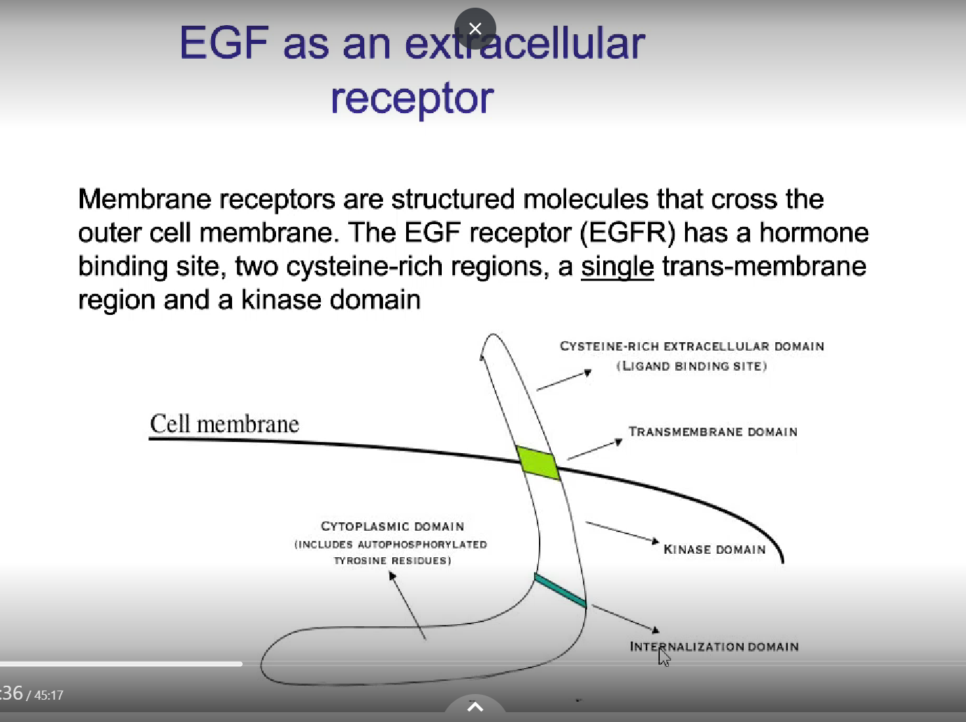 <p>hormone binding site</p><p>2 cysteine-rich regions (for ligand binding)</p><p>a SINGLE trans-membrane region</p><p>a kinase domain</p>