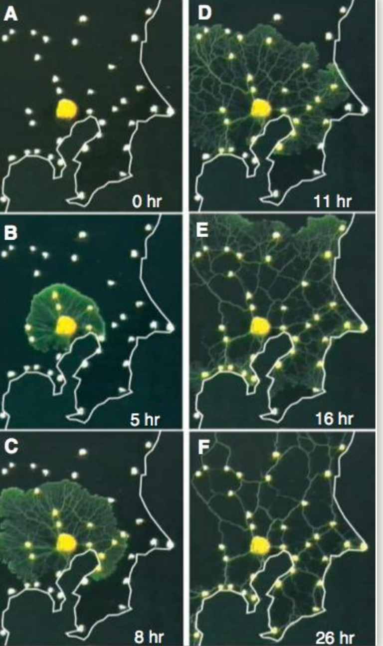 <p>external spatioal memory similar to pheromone trail for ants but made of slime</p>