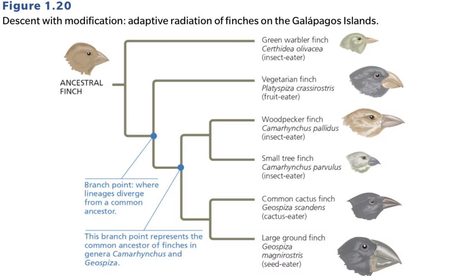 <p>• Evolutionary relationships illustrated with tree-like diagrams</p><p>• Branch point represents common ancestors</p><p>• Closely-related species have more recent common ancestor and share more features</p><p>• Shows temporal dimension of biology</p>