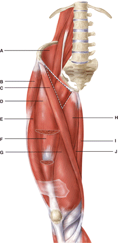 <p><strong>Which 4 muscles make up the quadriceps femoris?</strong></p><p>D, E, H, F</p><p>D, F, G, H</p><p>C, D, H, G</p><p>B, C, D, F</p><p>D, E, F, G</p>