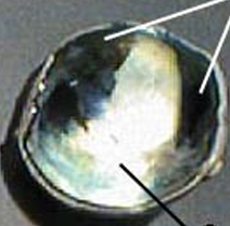 <p><span>light, shiny part</span></p>