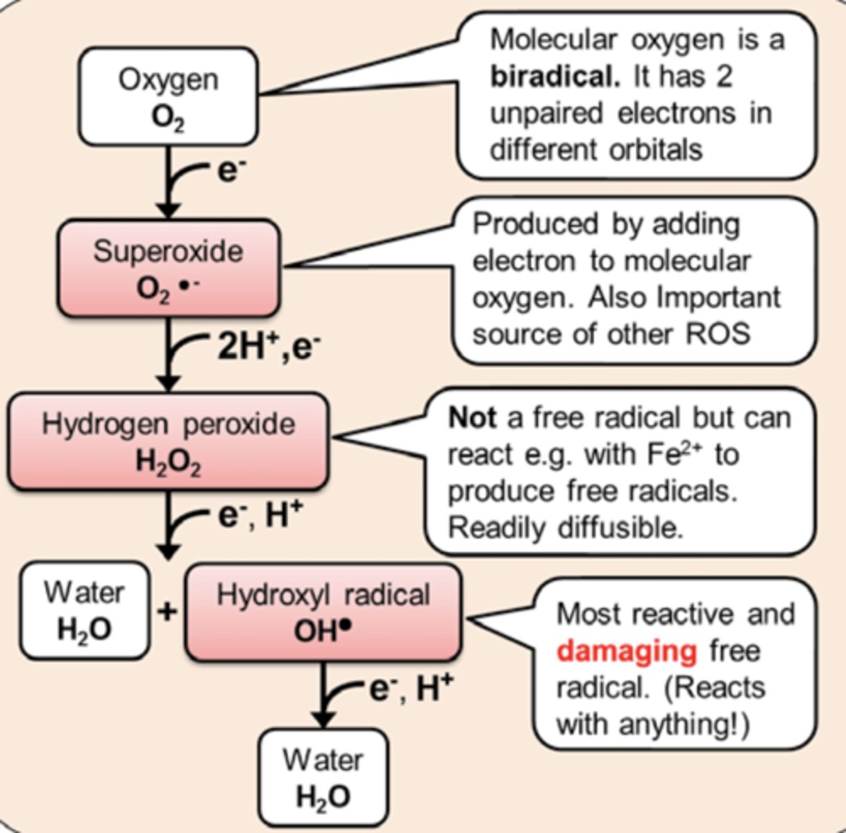 <p>The superoxide radical is produced by adding an electron to molecular oxygen</p>