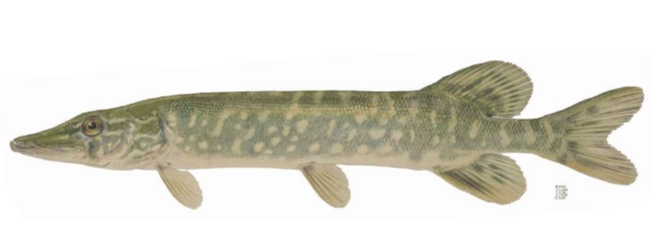 <p>Esox lucius</p>