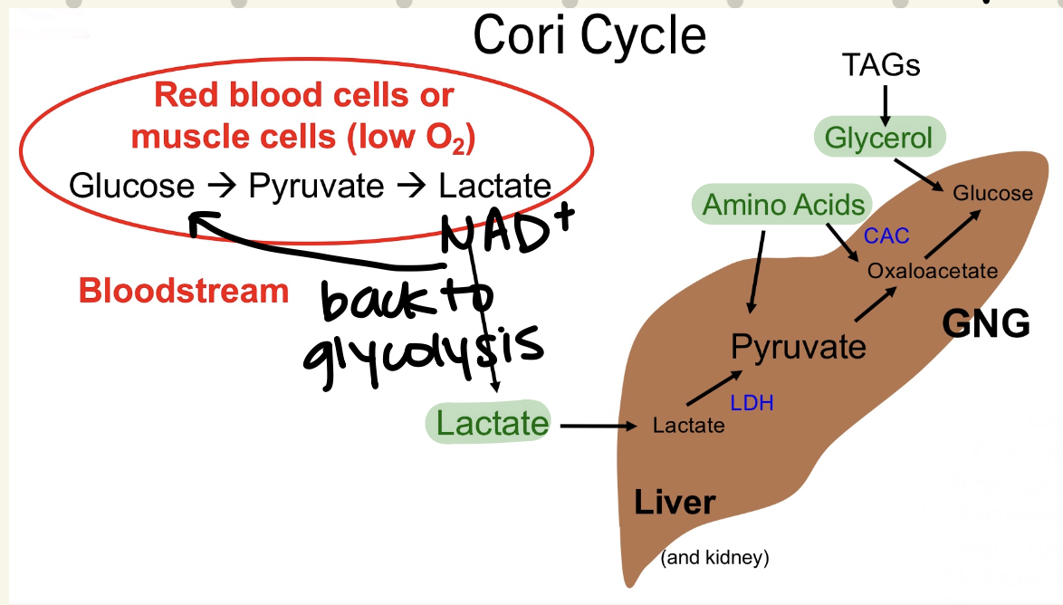 <ul><li><p>recycle of lactate to produce glucose in liver, then sent back to muscle</p></li></ul><ol><li><p>Lactate converted back to pyruvate</p></li><li><p>generate glucose</p></li><li><p>export glucose, to be used by other cells</p></li></ol><p>→ GNG</p><p></p>