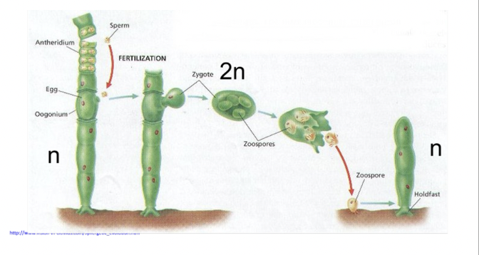 <p>Categorize this life cycle: Remember ask the 2 questions</p>