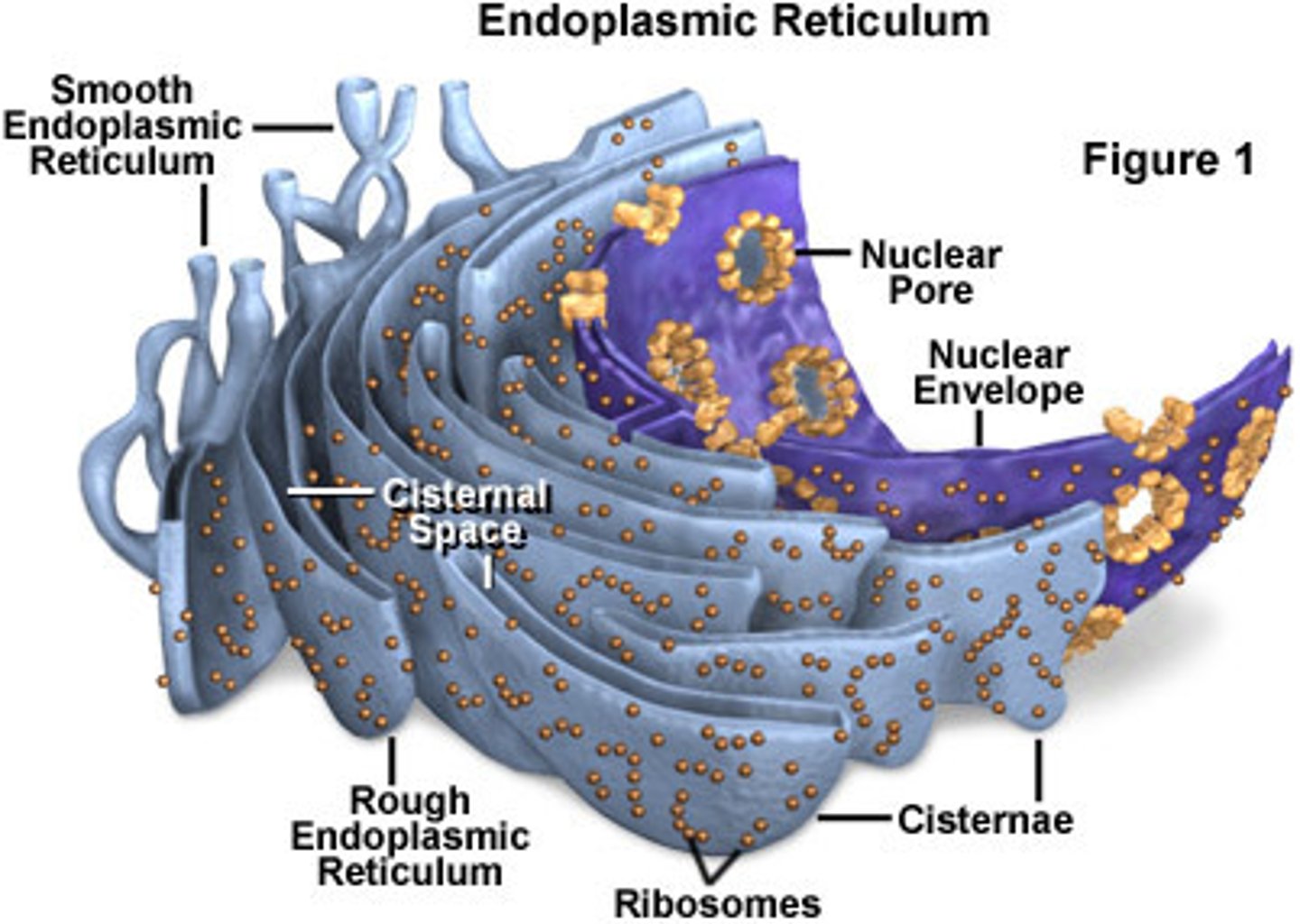 <p>Devoid of ribosomes and associated with lipid secretion</p>