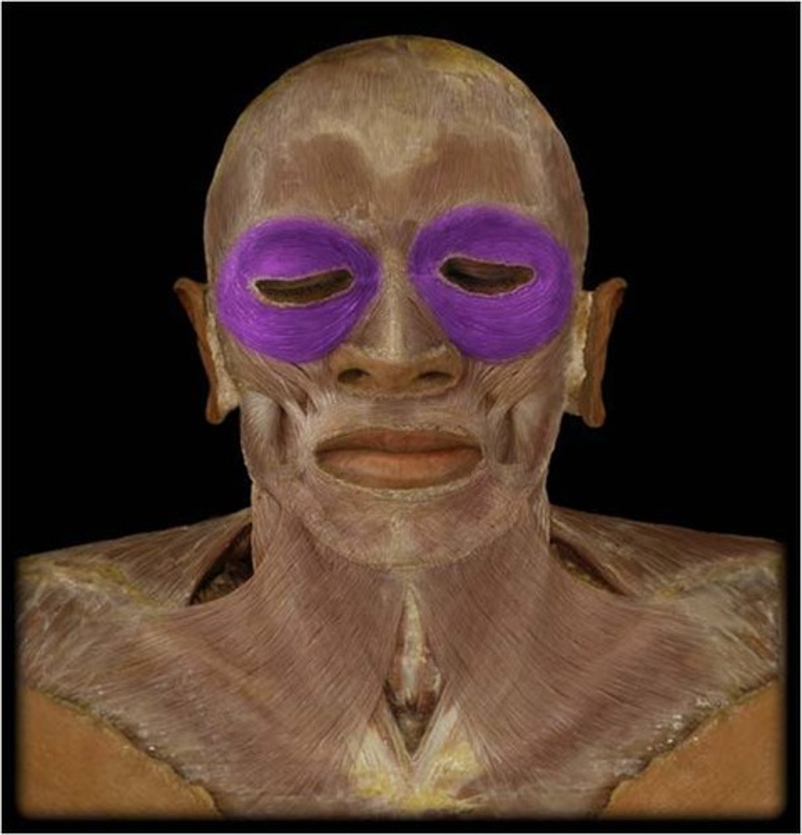 <p>closes eye; produces winking, blinking, squinting ("blink" muscle)</p>