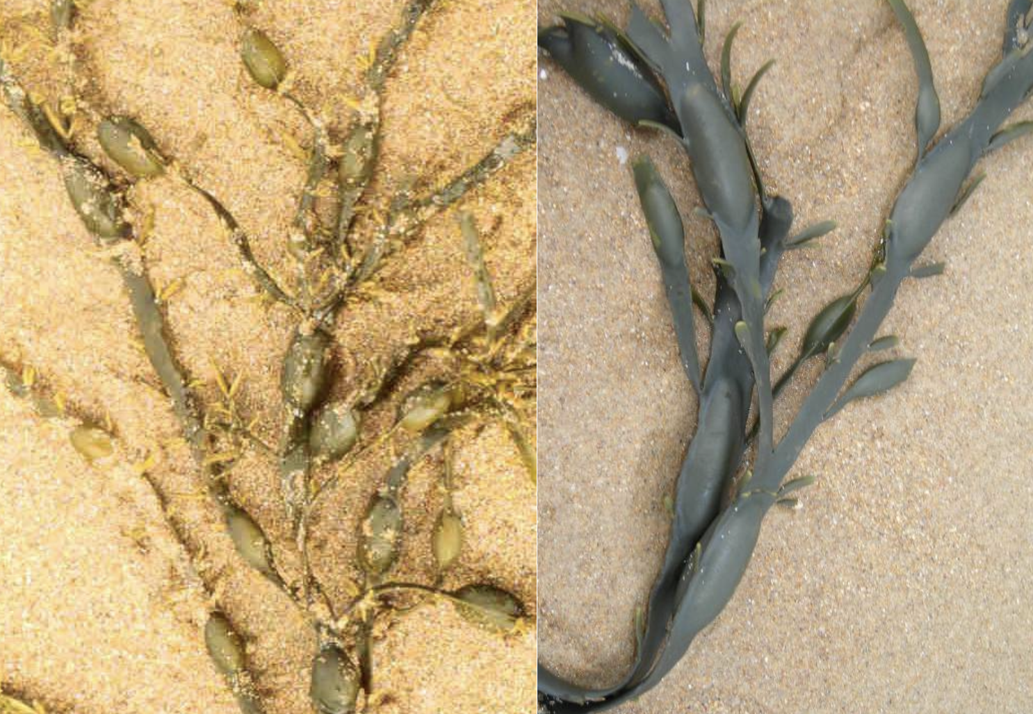 <p>Identificar la alga</p>