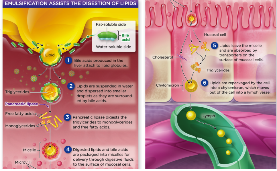 <p></p><ul><li><p>salivary Glands</p></li><li><p>stomach</p></li><li><p>liver</p><ul><li><p>produces bile</p></li></ul></li><li><p>gallbladder</p><ul><li><p>stores bile</p></li></ul></li><li><p>pancreas</p><ul><li><p>release enzymes</p></li></ul></li><li><p>small intestine</p><ul><li><p>adds bile, enzymes and emulsifies lipids</p></li></ul></li></ul>