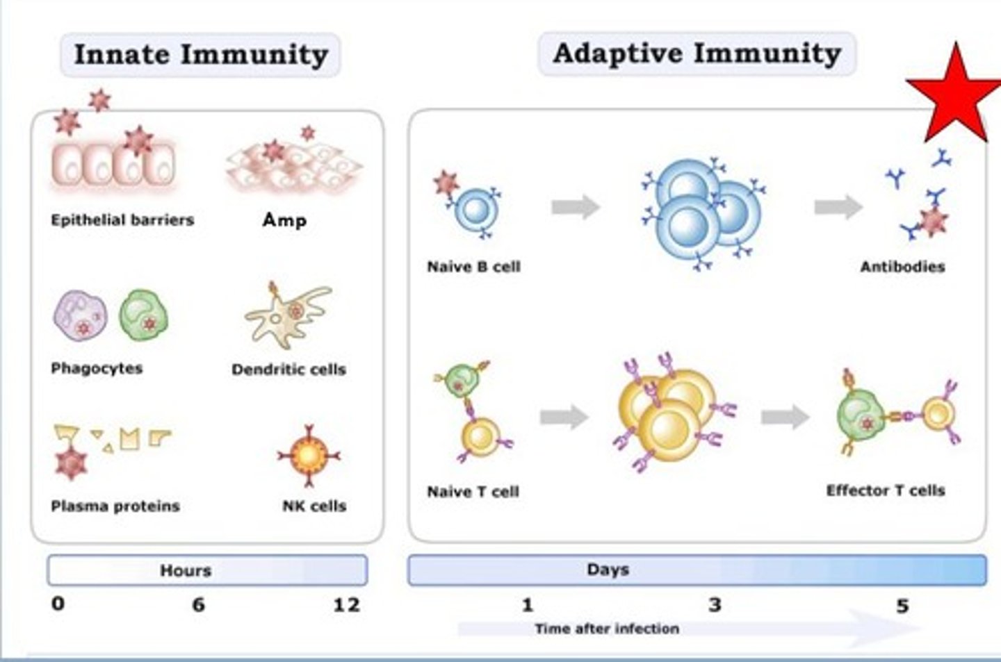 <p>Natural, immediate immune response to pathogens.</p><ul><li><p>non-specific </p></li><li><p>quick </p></li><li><p>epithelial barriers, antimicrobial proteins, phagocytes, dendritic, NK cells </p></li></ul><p></p>