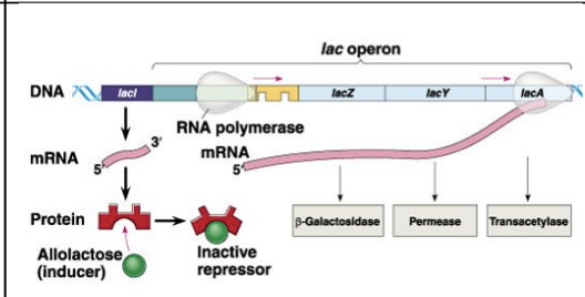<p>Lac operon structure [3SG, 1 RG, 2P, 1O, I] INDUCIBLE OPERON</p>