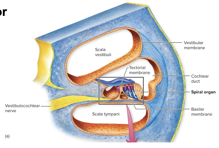 <p>The Cochlea</p>