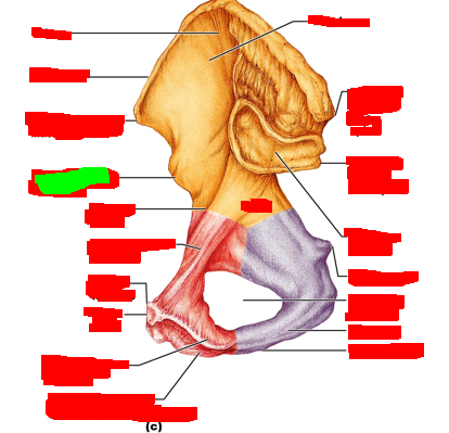 term image