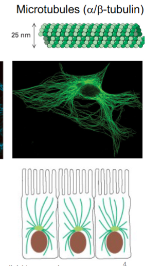 <p>Green (25nm) </p><p>nucleated @ Microtubule Organizating Center (MTOC) </p><p>radiates towards cell periphery </p>