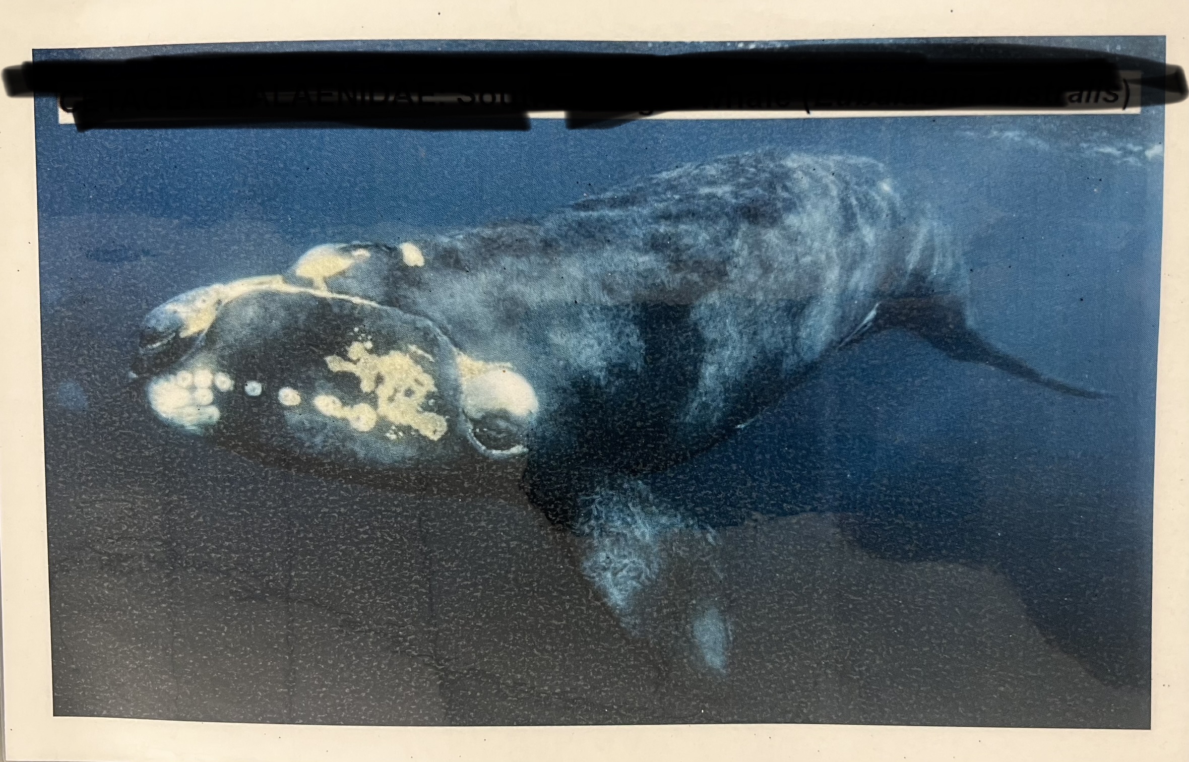 <p>Order, Suborder, Infraorder, Parvorder, Family?</p>