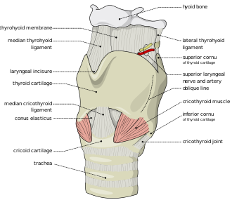 <ul><li><p>Ring-like <strong>hyaline cartilage </strong>forming the <strong>INFERIOR WALL </strong>of <strong><u>Larynx</u></strong></p></li><li><p>Key landmark for<strong> emergency airway</strong> &gt; usually in case of<strong> AIRWAY OBSTRUCTION&nbsp;</strong></p></li></ul><p></p>