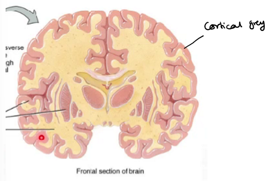 <p>Neuroblasts migrate further outside forming cortical grey matter layer</p>