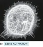 <ul><li><p>Cdc42 overactivation (lots of Cdc42 gef) → <u>spikes</u></p></li></ul><p></p>