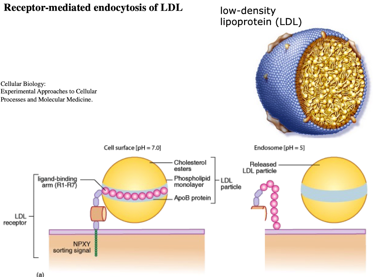 <p><span>Low-density lipoprotein; contains ~1,500 cholesterol molecules and ApoE protein</span></p>