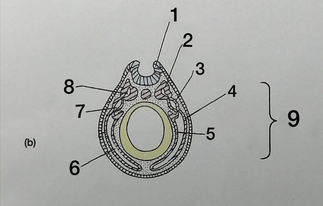 <ol><li><p>Pliegue neural 2.Epímero</p></li><li><p>Mesómero</p></li><li><p>Mesómero somático</p></li><li><p>Mesómero esplácnico</p></li><li><p>Celoma</p></li><li><p>Nefrocele</p></li><li><p>Miocele</p></li><li><p>Hipómero</p></li></ol>