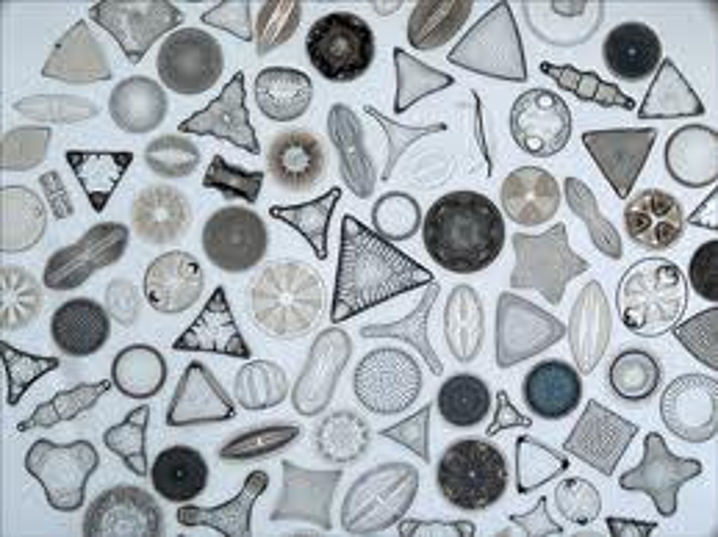 <p>(unicellular) The most diverse stramenopiles with around 10,000 described species, are non-motile, have glass-like cell walls, serve as a major marine food source, and as key members of phytoplankton contribute to about 25% of the world's photosynthesis.</p>