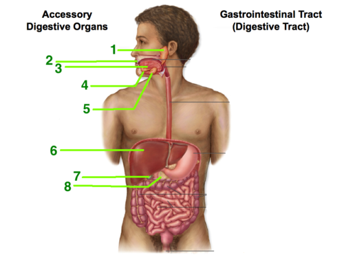 Digestive System Accessory digestive organs