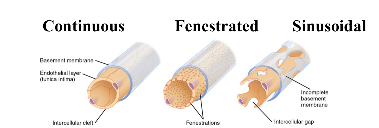 <p>Continuous capillaries: in muscles, skin. Has endothelial cells form a continous lining with tight junctions, have small gaps. Allow exchange of small molecules like water and ions but restrict large molecules </p><p>Fenestrated capillaries: in kidneys and intestines. Has endothelial cells that contain small pores (fenestrations) permit rapid exchange of larger molecules, good for filtration and reabsorption</p><p>Sinusoidal capillaries: in liver and bone marrow. has large gaps between endothelial cells and a discontinuous basement membrane. Facilitates free exchange of large proteins and cells, allows filtration and cell migration</p>