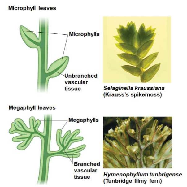 <p>larger leaves with a highly branched vascular system</p>