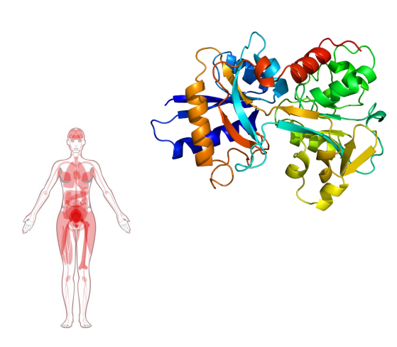 <p>- Transported in the blood by transferrin</p><p>- Bound to transferrin in the Fe3+ (ferric) state</p><p>- Cells contain transferrin receptors</p><p>- Once inside the cell, released from transferrin and reduced to Fe2+ (ferrous) state (stored in ferritin, incorporated into haem)</p><p>.</p><p>- measure saturation of transferrin</p><p>- iron deficiency -&gt; lots of unbound transferrin</p><p>.</p><p>- diagram shows transferrin, and where its being expressed in the body</p>