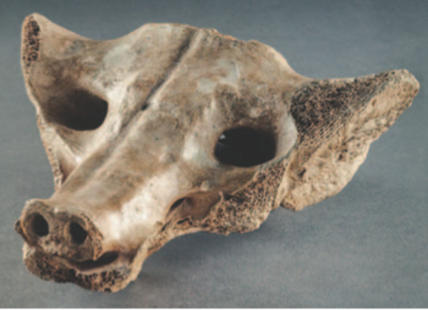 <p>Mesolithic. Tequixquiac, central Mexico. 14,000-7000 B.C.E. Bone.</p>
