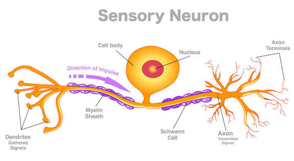 <p> A = dendrites</p><p>C = axon</p><p>D = nucleus</p><p>E = cell body</p><p>F = Myelin sheath</p><p>H = axon terminals</p><p></p><p></p>