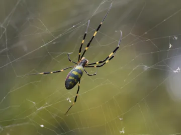 <p>the spider</p>