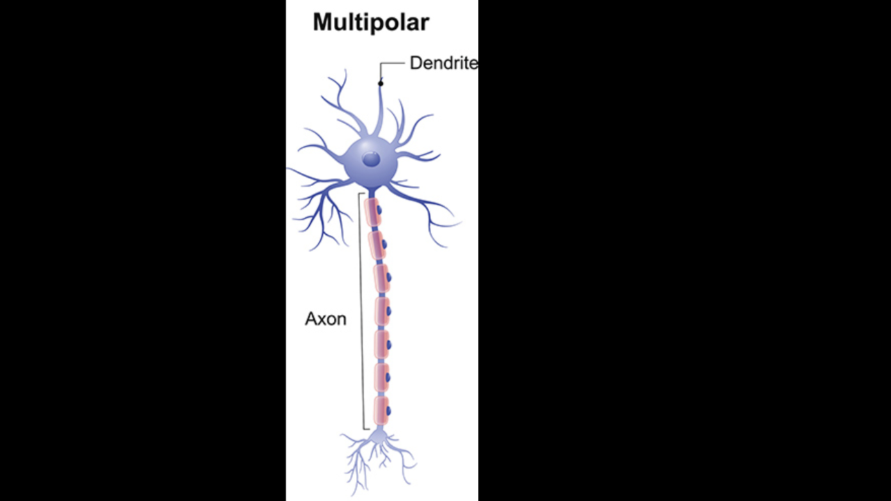 <p>Multipolar neurons are common in the </p>