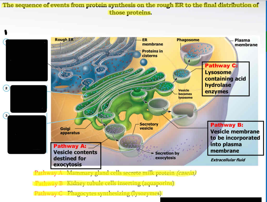 <p>The sequence of events from protein synthesis on the rough ER to the final distribution of those proteins. </p>
