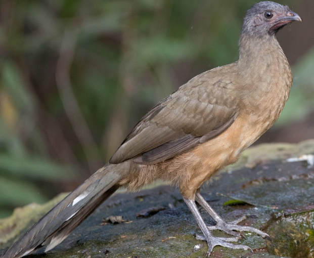 <p>What bird is this?</p>