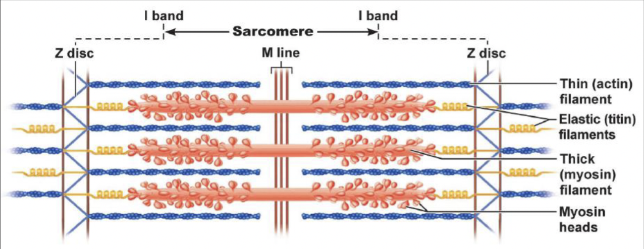 <ul><li><p><u>Z disc (line)</u>: separates sacromeres</p></li><li><p><u>A band</u>: entire length of thick filament</p></li><li><p><u>M line:</u> center of the sacromere</p></li><li><p><u>I band</u>: thin filament only</p></li><li><p><u>H zone</u>: thick filament only</p></li></ul><p></p>