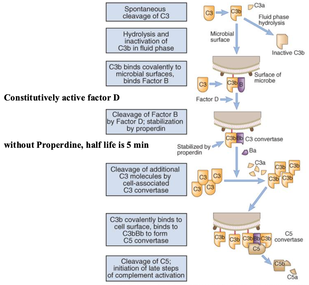 <p>En sachant que le clivage de C3 permet de rentre accessible le groupement thio-ester qui va permettre la fixation de C3b à la membrane du microbe au niveau de proteines ou polysaccharides. Dans la phase liquide pour éviter la fixation avec des cellules, on a hydrolyse au niveau du site thio-ester. </p><p>La boucle d’amplification se met en place grâce à C3b qui fait une liaison covalente avec pathogène qui peut donc interagir avec le facteur B, qui est clivé par la suite par des proteases plasmatiques pour permettre par la suite la fixation du facteur D au niveau de Bb. Le complexe C3bBb est donc une convertase permettant un clivage massif de C3 en C3a et b.</p>