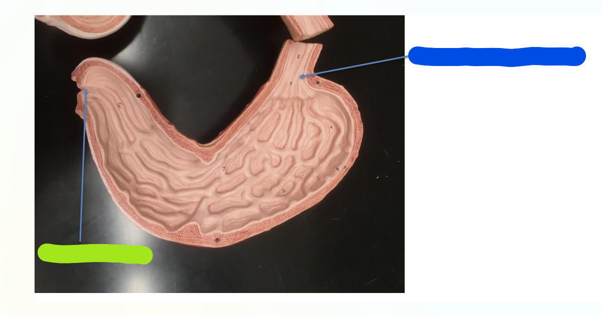 <p>What is indicated by the Blue Section?</p>