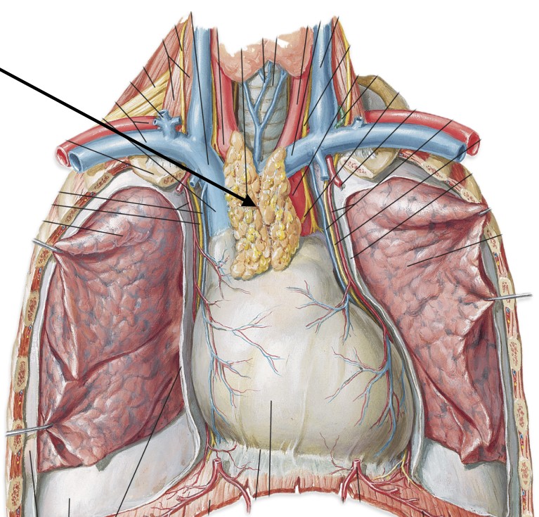 <p>Produces thymosin; important for immune function (T-cells)</p>