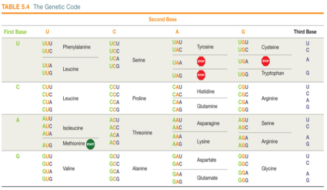 <p>Translate the mRNA sequence ACA CAG AUG GUG CCC</p>