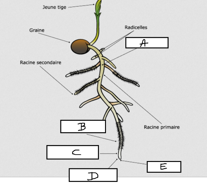 <p>C?</p>