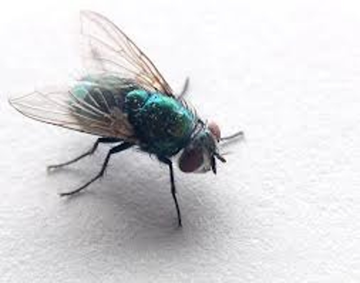 <p>fly (insect)</p>