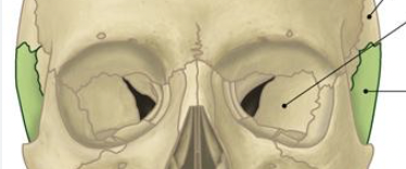 <ul><li><p>lateral skull</p></li></ul><p></p>