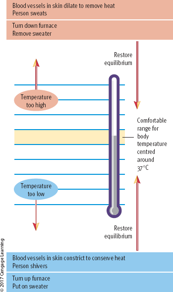 <p>explain motivation using the concept of <strong>homeostasis</strong>, where the body seeks physiological balance.</p><p>drive = internal state of tension that motivates behavior to reduce discomfort and restore equilibrium.</p><p><strong>Key Points:</strong></p><ul><li><p><strong>Clark Hull (1940s-1950s)</strong> developed drive theory, influenced by <strong>Freud (1915)</strong> and <strong>Hull (1943)</strong>.</p></li><li><p><strong>Example:</strong> Hunger acts as a drive—when you feel discomfort from not eating, you are motivated to find food, reducing the drive.</p></li><li><p><strong>Homeostasis:</strong> The body automatically regulates temperature (e.g., sweating or shivering) to maintain balance, but sometimes external actions (e.g., adjusting a thermostat) are needed.</p></li><li><p><strong>Limitations:</strong> Drive theories cannot explain all behaviors, such as eating when not hungry or seeking knowledge, which do not involve physiological imbalance.</p></li></ul><p></p>